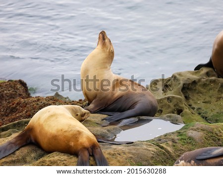 Two female sea lions resting on the rocks in the La Jolla Cove in California.