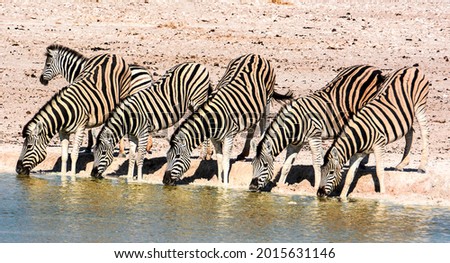 A perfect row of zebras drinking at a waterhole in Etosha National Park, Namibia, Southern Africa Royalty-Free Stock Photo #2015631146
