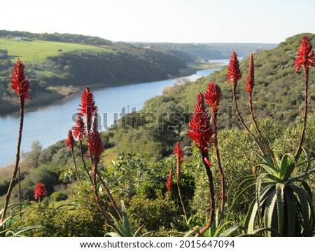 Aloes flowering in foreground with river behind, Arniston, Western Cape, South Africa Royalty-Free Stock Photo #2015647094