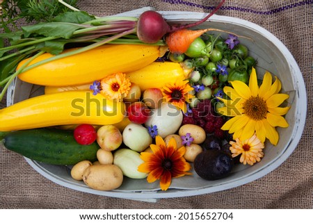 Summer harvest of Courgettes, tomatoes, raspberries, cucumbers, potatoes, carrots and beetroot, all grown in peat free organic soil at a no dig allotment. Royalty-Free Stock Photo #2015652704