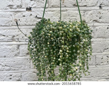 variegated strings pearls plant - Senecio rowleyanus variegata Royalty-Free Stock Photo #2015658785