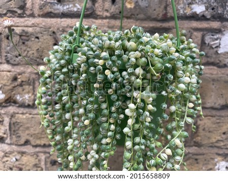 variegated strings pearls plant - Senecio rowleyanus variegata Royalty-Free Stock Photo #2015658809