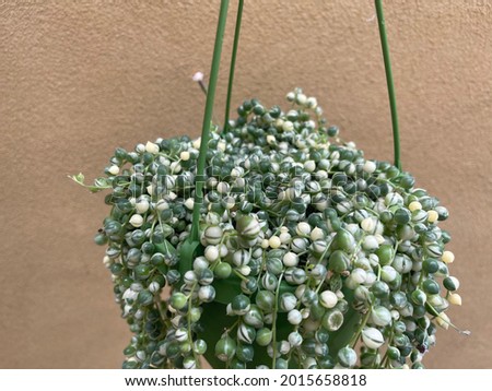 variegated strings pearls plant - Senecio rowleyanus variegata Royalty-Free Stock Photo #2015658818