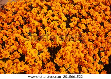 Beautiful orange and yellow Daisies, Western Cape, South Africa Royalty-Free Stock Photo #2015661533