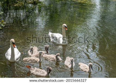 elegant swans with their family of beautiful cygnets on the river