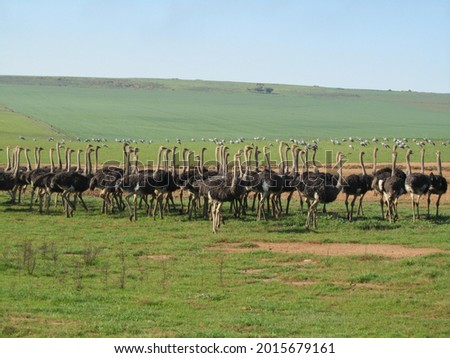 Group of Ostriches in green field, Arniston, Western Cape South Africa. Royalty-Free Stock Photo #2015679161