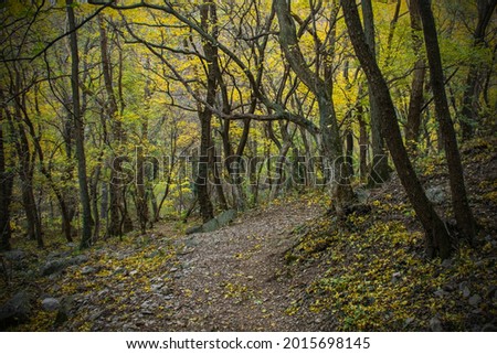 The autumnal forest in the Val Rosandra Nature Reserve in Friuli Venezia Giulia, north east Italy Royalty-Free Stock Photo #2015698145