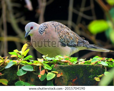 Spotted Dove is a small and somewhat long-tailed pigeon, Spotted Dove on the wall.                              