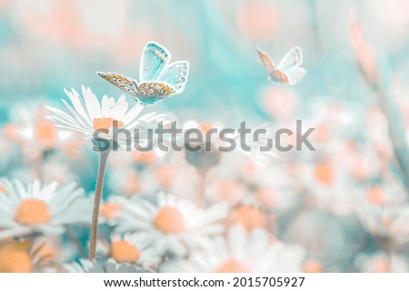 Beautiful daisy flower, butterfly on wild field close-up. Soft focus macro nature background. Delicate pastel toned image. Spring floral template. Delicate delightful romantic artistic image