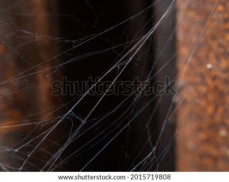 spider web in rust background