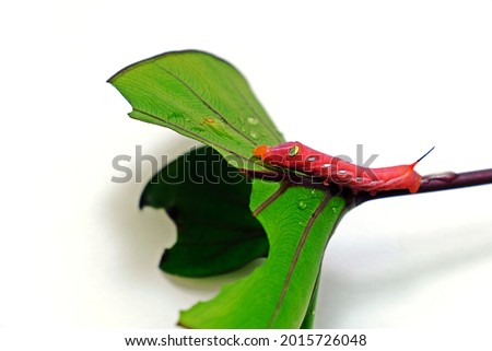 Pink Spicebush Swallowtail worm on green leaf isolate on white background.