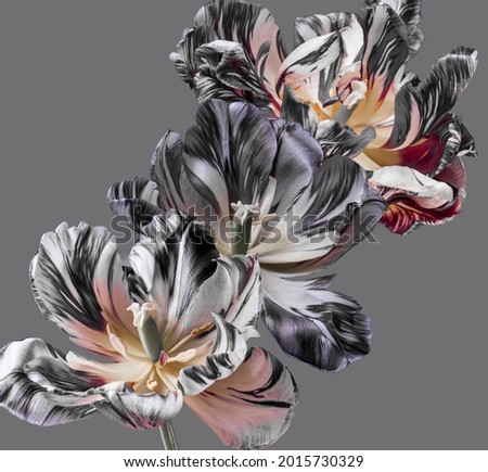 varietal tulips with striped petals, white and black stripes on the buds, studio shot. 
