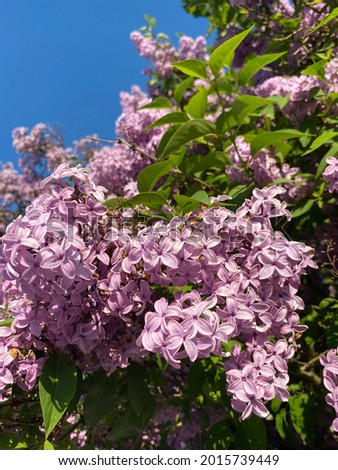 Purple Lilac and Blue Skies