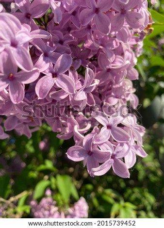 Purple Lilac on a Sunny Day