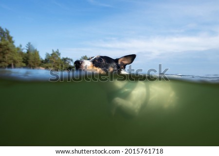 Toy Fox Terrier swimming in the sea. Small Dog. Hot Sunny Summer Day. Underwater photo.