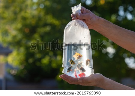 Hands hold a transparent bag with multicolored aquarium fish lit by the sun on a blurred background. Small fish in a bag of water