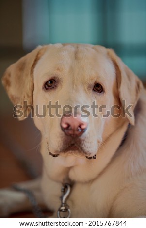 Close up Portrait of a brown - yellow labrador dog looking some thing interesting with full allert at  the camera with isolated background.