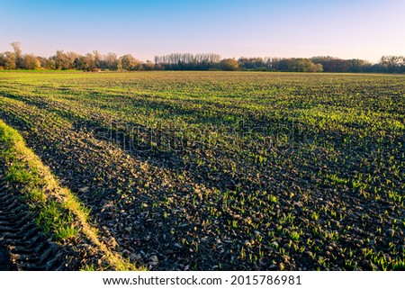 Agricultural field in the evening sun. New, young, fresh growing grain plants. Forest in the background.