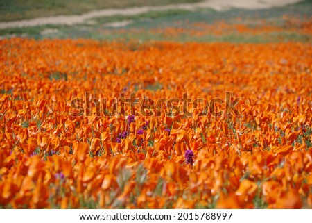 Poppies forever in antelope valley California