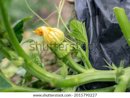 picture with squash of different shapes and sizes, yellow squash flowers, gardening as a hobby, autumn harvest time