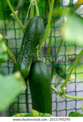 picture with cucumbers of different shapes and sizes, growing vertically at a plastic fence, gardening as a hobby, autumn harvest time