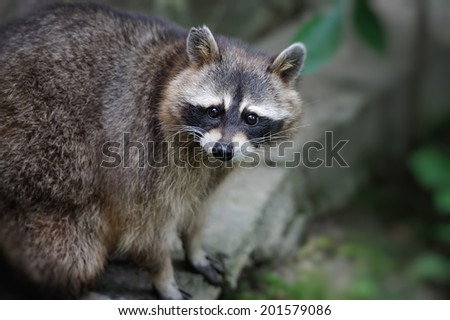 Raccoon in the forest in the natural environment