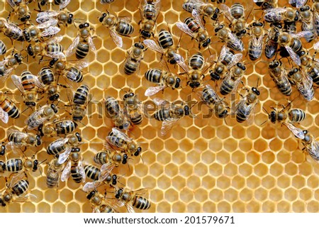 Close up view of the working bees on honey cells Royalty-Free Stock Photo #201579671
