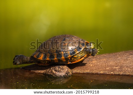 A turtle coming out of the water lake. Nature wild shot. Selective focus. Blurred background. Copy space.
