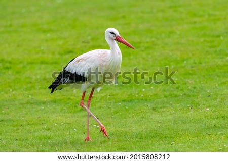 White stork, Ciconia ciconia standing on the grass, beautiful bird