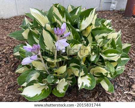 Fire and Ice hosta flower Royalty-Free Stock Photo #2015831744