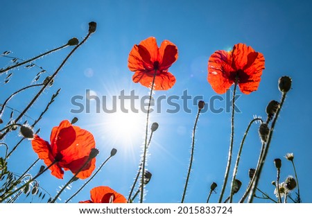 View Up In A Natural Flower Meadow With Red Poppy And Bright Sun