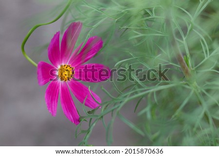 Beautiful blooming Cosmos flower. Macro photography of a flower. Floral background .Colourful  Daisies on a pastel background. Picture for screensaver, wallpaper. Cosmos Bipinnatus. Mexican aster