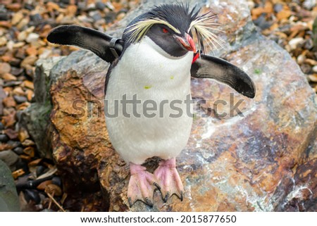 Northern rockhopper penguin, waiting for its dinner of fish on a brisk spring day.