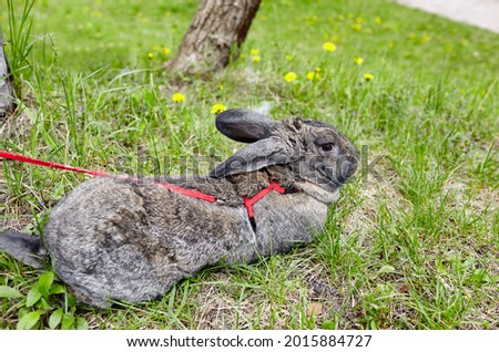 Big rabbit in forest. Lovely and lively bunny in nature