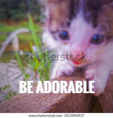 " BE ADORABLE " isolated on kitten background.