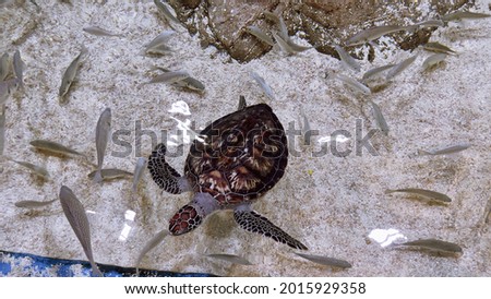 Turtle swimming in a fish tank