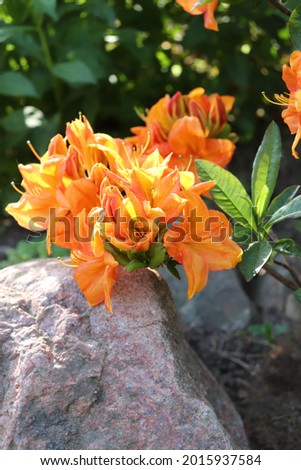 Orange color Deciduous Azalea GoldPoftchen flowers in a garden in June 2021. Idea for postcards, greetings, invitations, posters and Birthday decoration, background