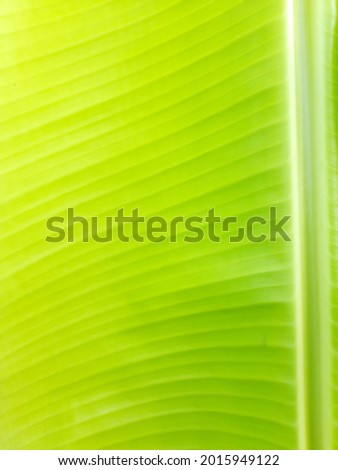 banana leaf texture High Res Stock Images