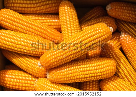 Large piles of corn were placed in the fields from the collection. Agriculture corn harvesting farming on field. Royalty-Free Stock Photo #2015952152