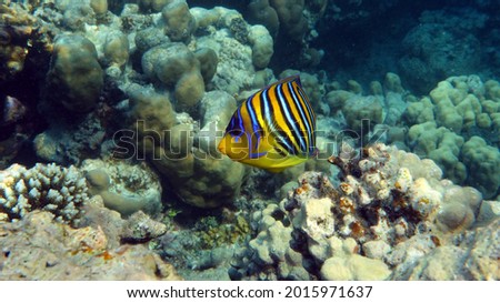 Royal angelfish. Fishes - a type of bone fish Osteichthyes. Angelfish Pomacanthidae. Royal angel fish.