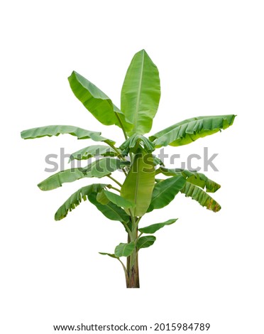 Banana trees isolated on white background with clipping path, tropical tree