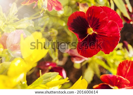 Cupid's-delight flower closeup in flower garden