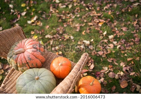 green and orange pumpkins in garden on wicker chair. autumn harvest time. natural fall background