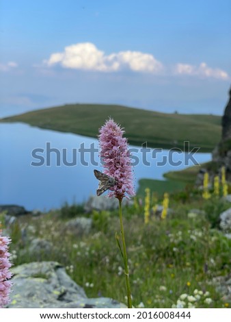 Black lake (Crno Ezero) is a glacial lake located in Šar Mountain in Macedonia. Pink mountain flowers. Little butterfly 