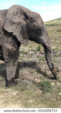 Elephant encounter on African safari
