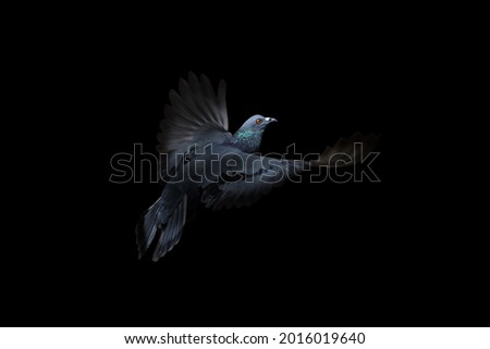 Close up Rock Pigeons Flying in The Air Isolated on Black Background - Picture Concept "Hope"
