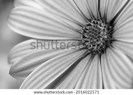 Macro photograph of a Bornholm Margarite in black and white