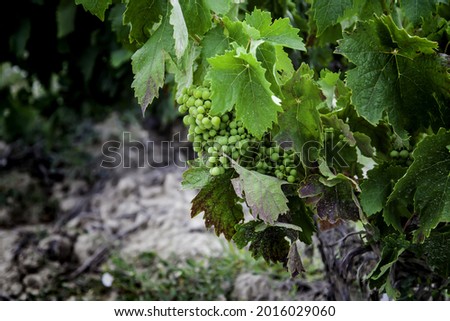 Wild fruit in a vineyard field for the wine industry