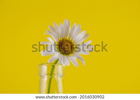 white chamomile on a green stalk stands in a glass bottle, yellow background, bright yellow-white chamomile close-up, place for text, template.
