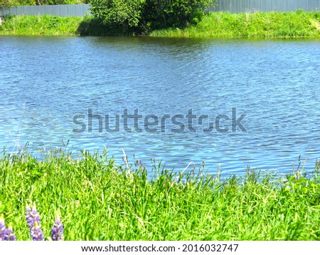 picturesque country pond in summer with swimming ducks                               